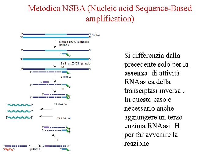 Metodica NSBA (Nucleic acid Sequence-Based amplification) Si differenzia dalla precedente solo per la assenza