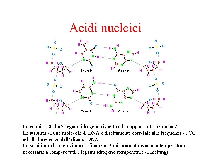 Acidi nucleici La coppia CG ha 3 legami idrogeno rispetto alla coppia AT che