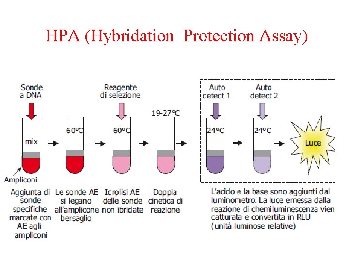 HPA (Hybridation Protection Assay) 