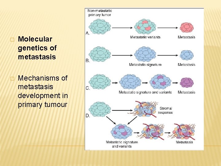 � Molecular genetics of metastasis � Mechanisms of metastasis development in primary tumour 