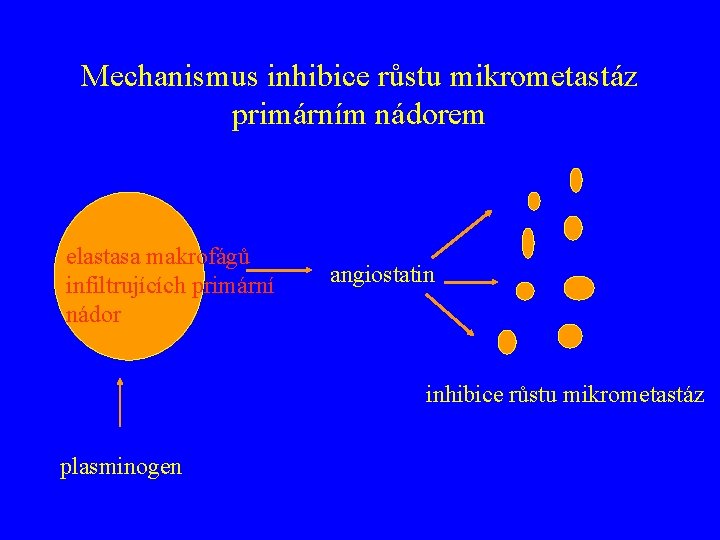 Mechanismus inhibice růstu mikrometastáz primárním nádorem elastasa makrofágů infiltrujících primární nádor angiostatin inhibice růstu