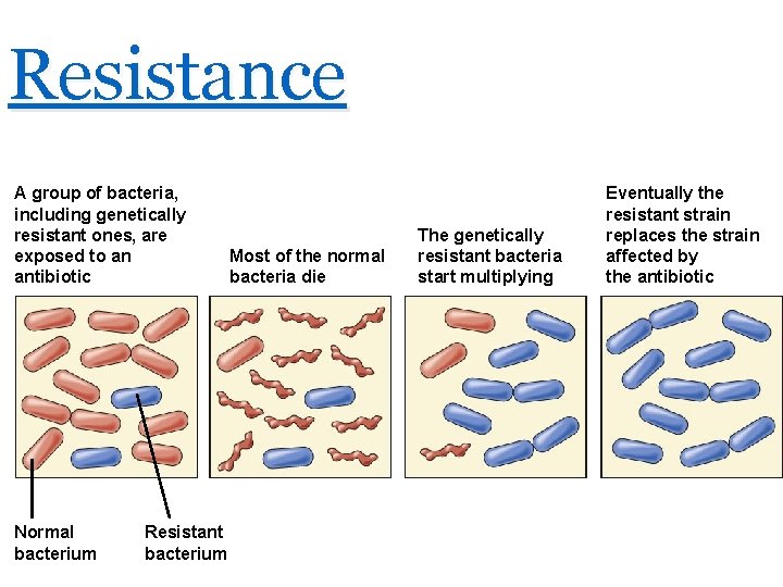 Resistance A group of bacteria, including genetically resistant ones, are exposed to an antibiotic