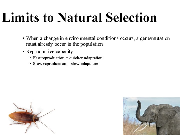 Limits to Natural Selection • When a change in environmental conditions occurs, a gene/mutation