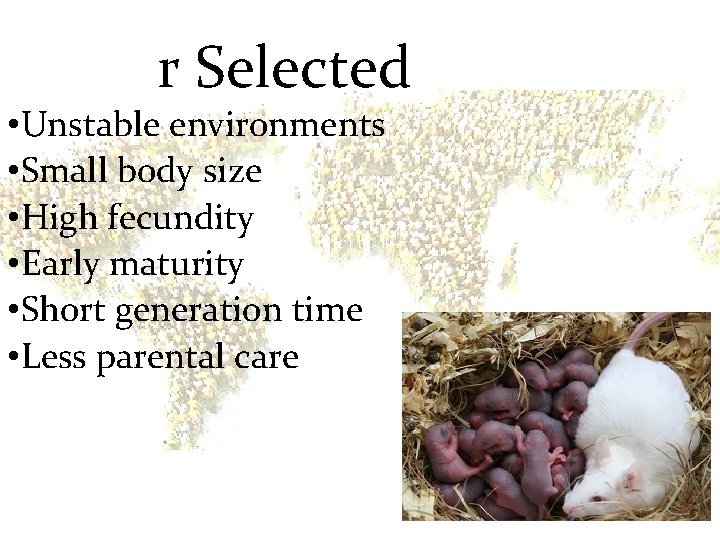 r Selected • Unstable environments • Small body size • High fecundity • Early