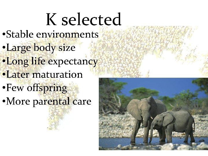 K selected • Stable environments • Large body size • Long life expectancy •