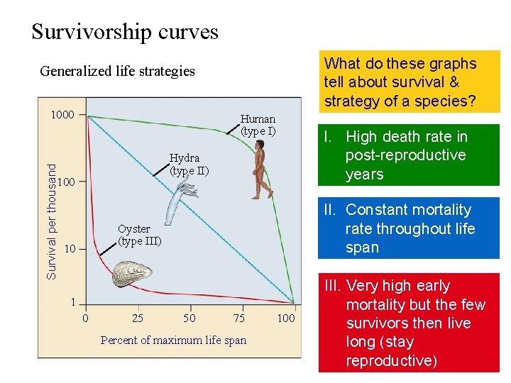 Survivorship curves What do these graphs tell about survival & strategy of a species?