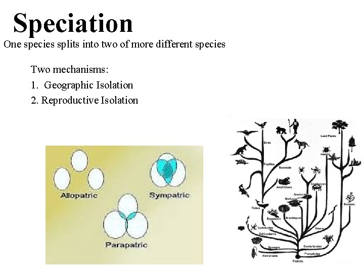 Speciation One species splits into two of more different species Two mechanisms: 1. Geographic