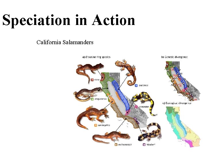 Speciation in Action California Salamanders 