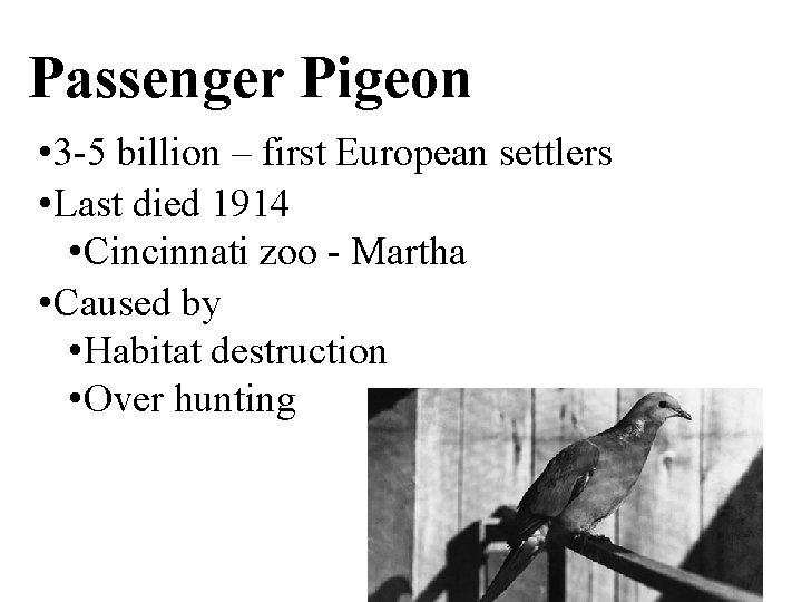 Passenger Pigeon • 3 -5 billion – first European settlers • Last died 1914