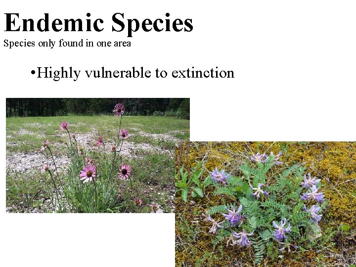 Endemic Species only found in one area • Highly vulnerable to extinction 