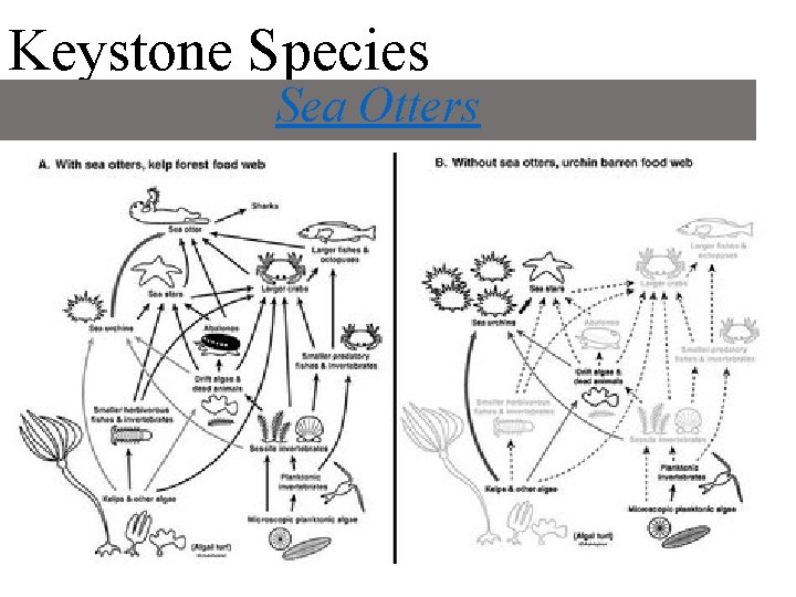 Keystone Species Sea Otters 