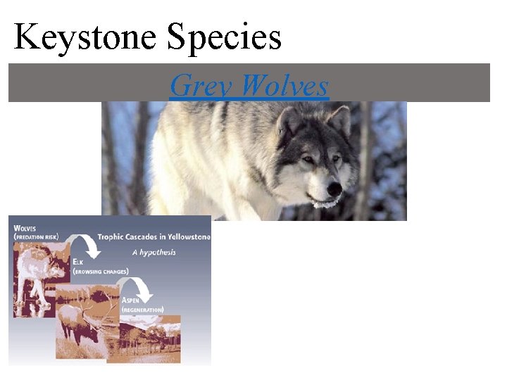 Keystone Species Grey Wolves 