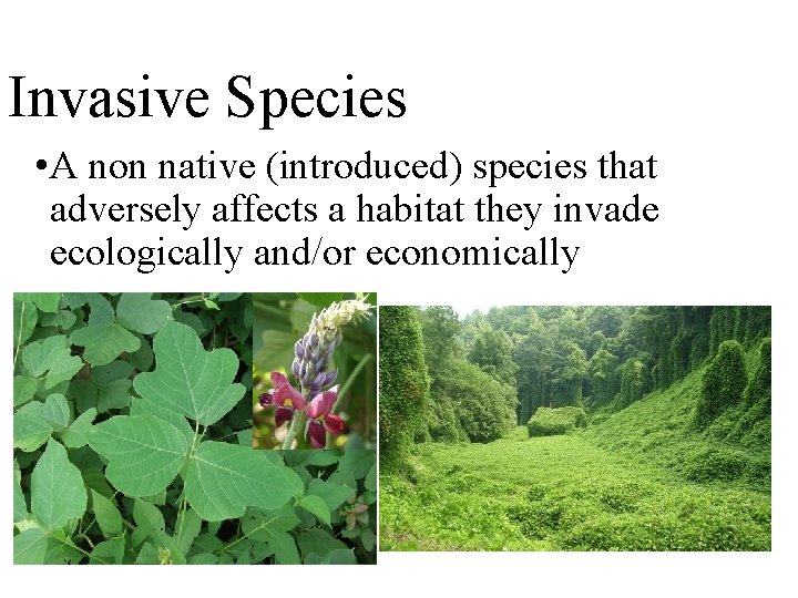 Invasive Species • A non native (introduced) species that adversely affects a habitat they
