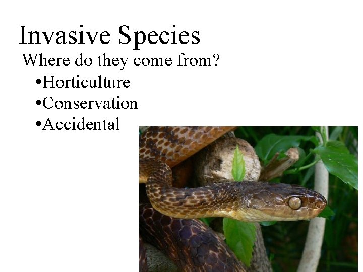 Invasive Species Where do they come from? • Horticulture • Conservation • Accidental 