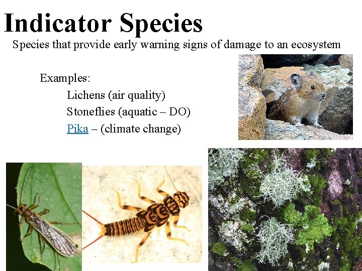 Indicator Species that provide early warning signs of damage to an ecosystem Examples: Lichens
