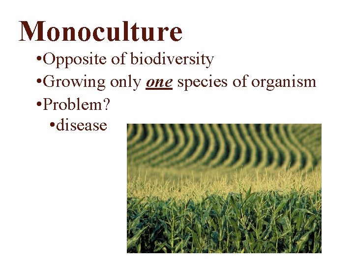 Monoculture • Opposite of biodiversity • Growing only one species of organism • Problem?