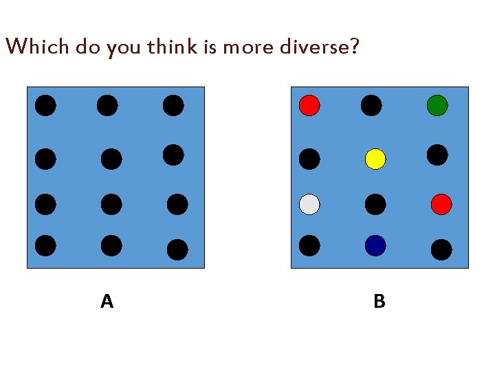 Which do you think is more diverse? A B 