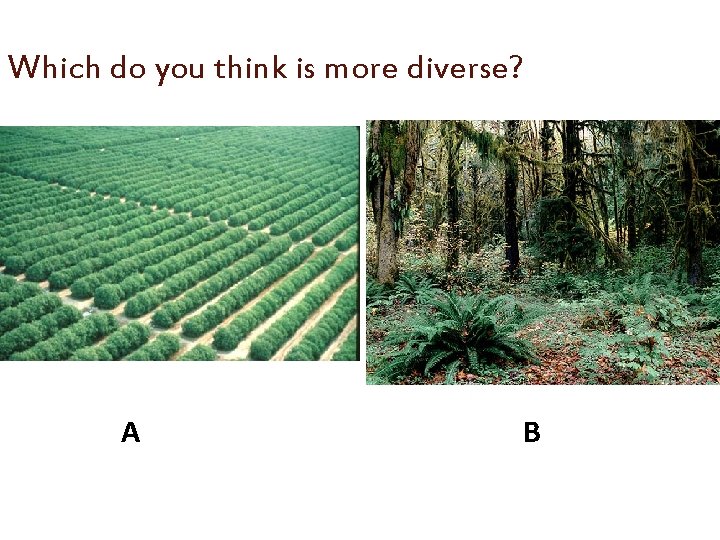 Which do you think is more diverse? A B 