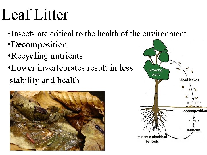 Leaf Litter • Insects are critical to the health of the environment. • Decomposition