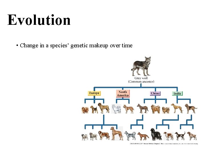 Evolution • Change in a species’ genetic makeup over time 