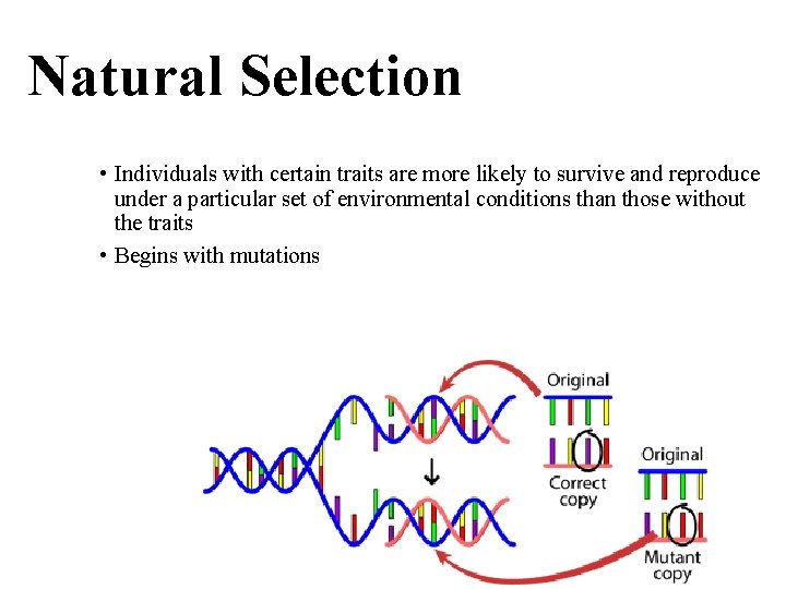 Natural Selection • Individuals with certain traits are more likely to survive and reproduce