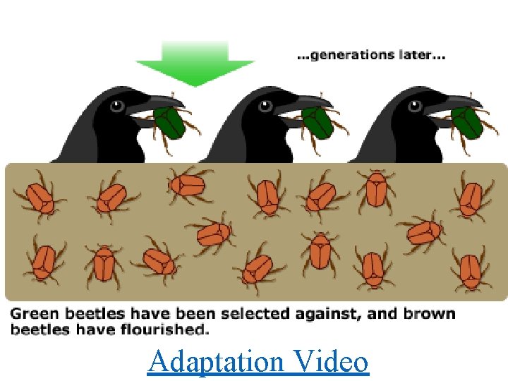 Adaptation Video 