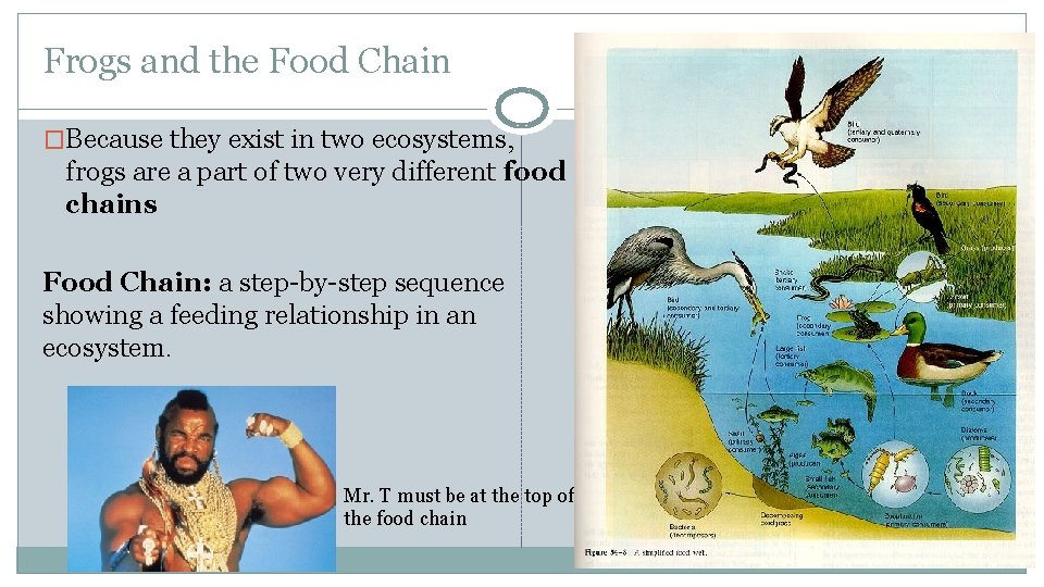 Frogs and the Food Chain �Because they exist in two ecosystems, frogs are a