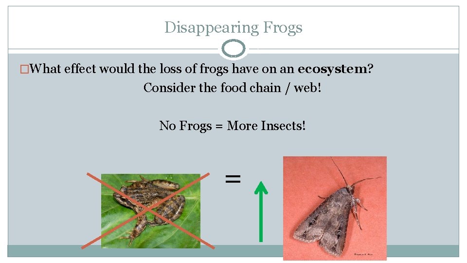 Disappearing Frogs �What effect would the loss of frogs have on an ecosystem? Consider
