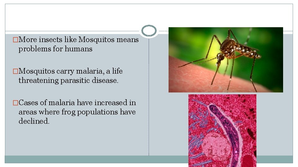 �More insects like Mosquitos means problems for humans �Mosquitos carry malaria, a life threatening