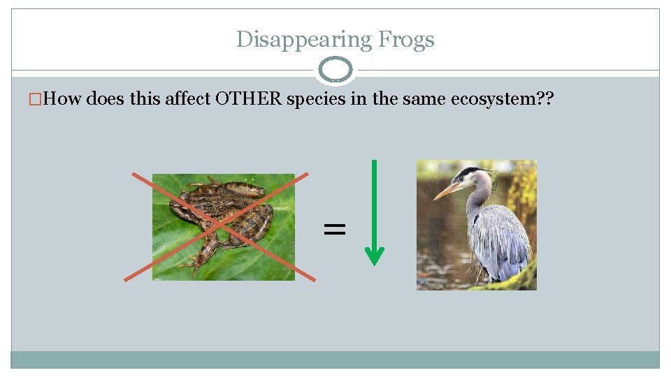 Disappearing Frogs �How does this affect OTHER species in the same ecosystem? ? =