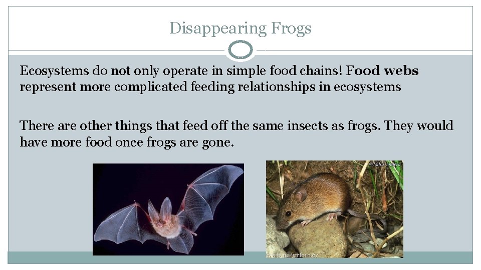 Disappearing Frogs Ecosystems do not only operate in simple food chains! Food webs represent