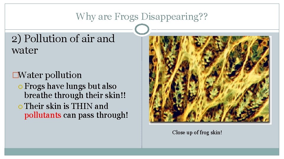 Why are Frogs Disappearing? ? 2) Pollution of air and water �Water pollution Frogs