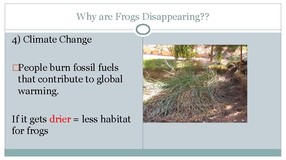 Why are Frogs Disappearing? ? 4) Climate Change �People burn fossil fuels that contribute