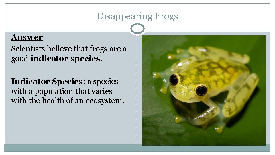 Disappearing Frogs Answer Scientists believe that frogs are a good indicator species. Indicator Species: