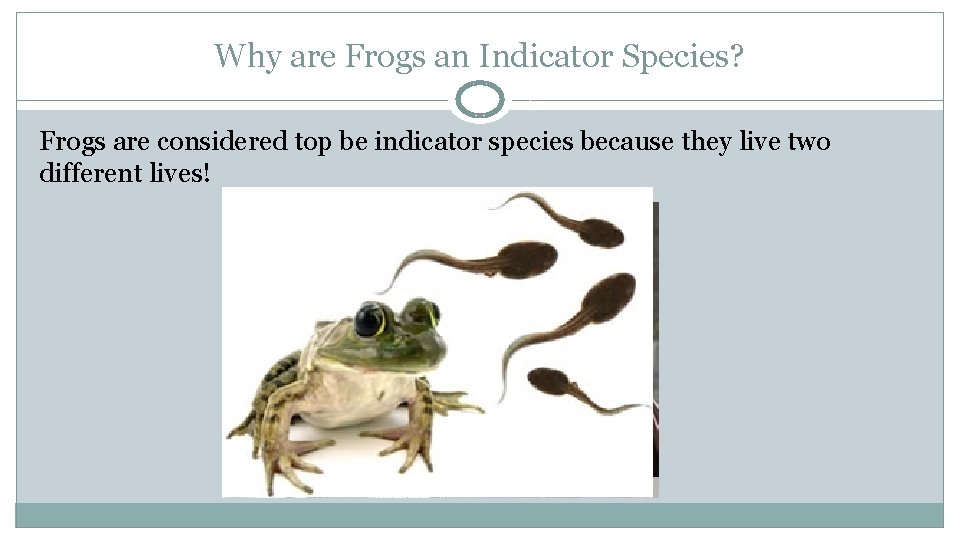 Why are Frogs an Indicator Species? Frogs are considered top be indicator species because