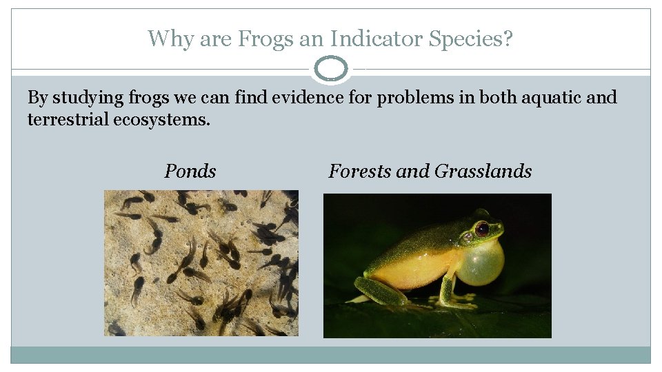Why are Frogs an Indicator Species? By studying frogs we can find evidence for