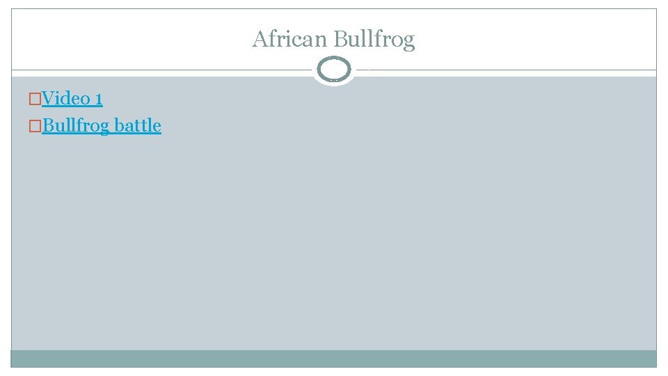 African Bullfrog �Video 1 �Bullfrog battle 