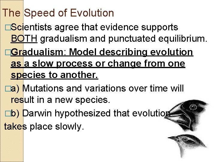 The Speed of Evolution �Scientists agree that evidence supports BOTH gradualism and punctuated equilibrium.