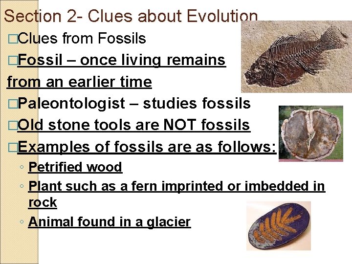 Section 2 - Clues about Evolution �Clues from Fossils �Fossil – once living remains