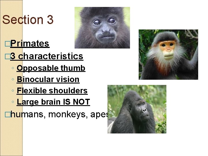 Section 3 �Primates � 3 characteristics ◦ Opposable thumb ◦ Binocular vision ◦ Flexible
