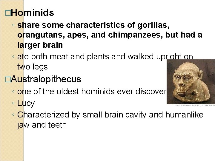 �Hominids ◦ share some characteristics of gorillas, orangutans, apes, and chimpanzees, but had a