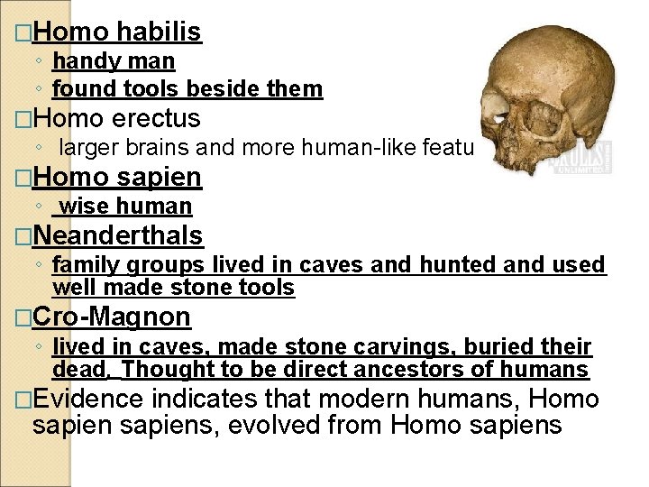 �Homo habilis �Homo erectus �Homo sapien ◦ handy man ◦ found tools beside them