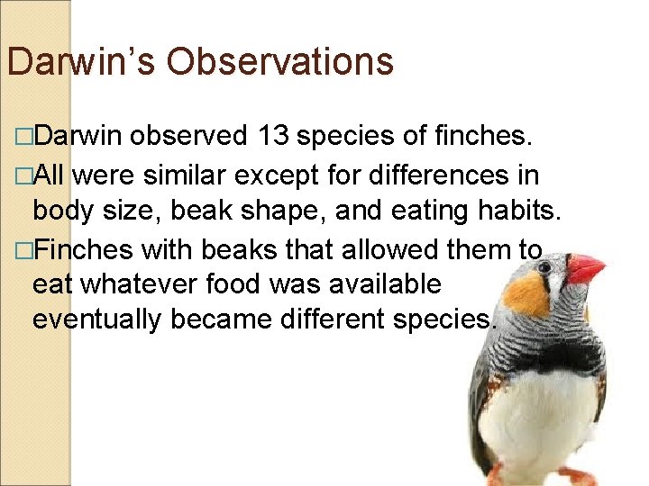 Darwin’s Observations �Darwin observed 13 species of finches. �All were similar except for differences