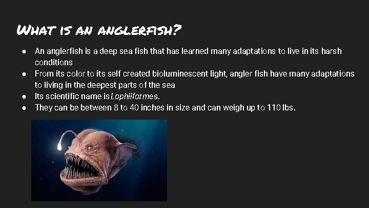 What is an anglerfish? ● ● An anglerfish is a deep sea fish that