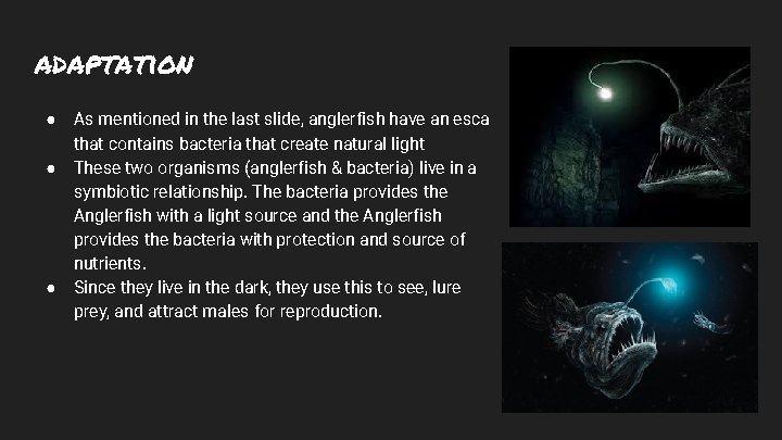 adaptation ● ● ● As mentioned in the last slide, anglerfish have an esca