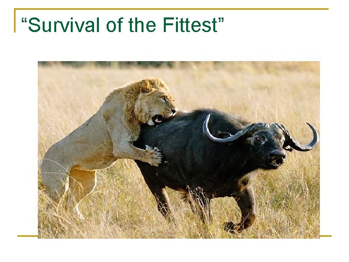 “Survival of the Fittest” 