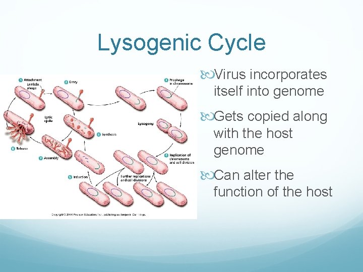 Lysogenic Cycle Virus incorporates itself into genome Gets copied along with the host genome