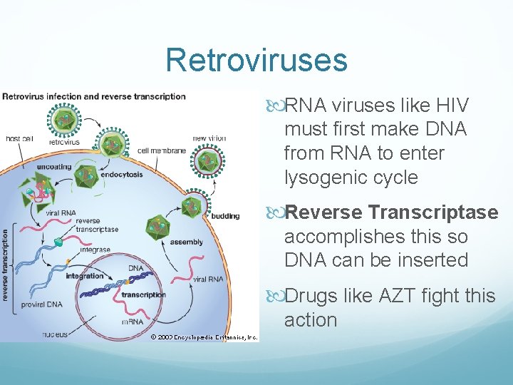 Retroviruses RNA viruses like HIV must first make DNA from RNA to enter lysogenic