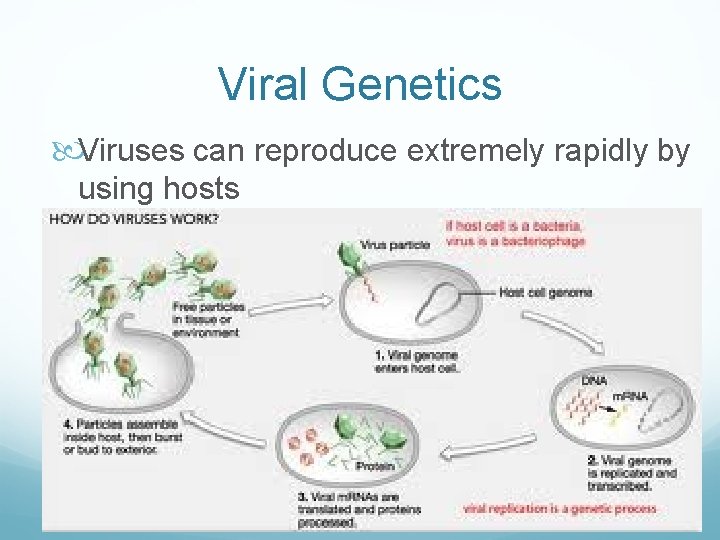 Viral Genetics Viruses can reproduce extremely rapidly by using hosts 