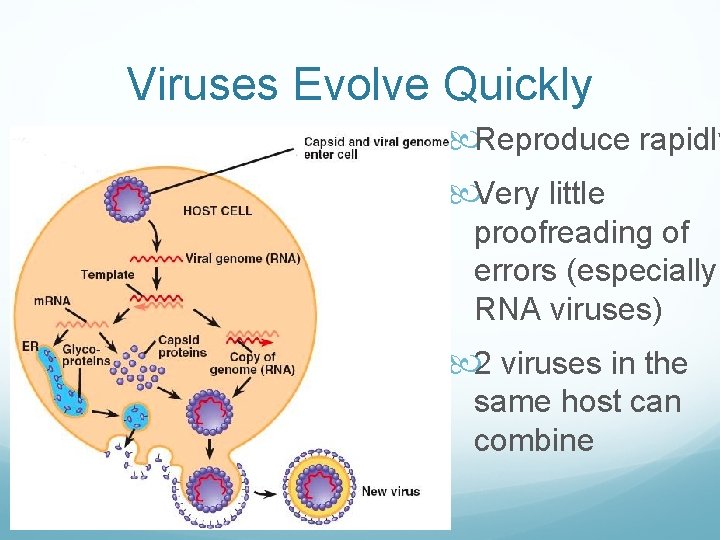 Viruses Evolve Quickly Reproduce rapidly Very little proofreading of errors (especially RNA viruses) 2